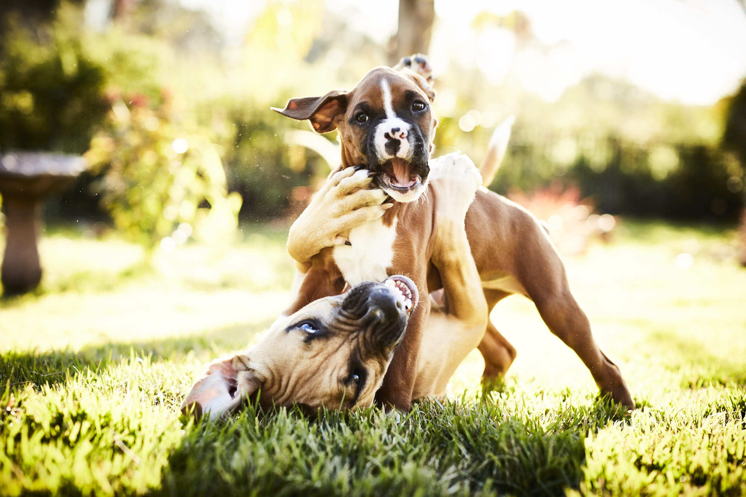 Dogs0041