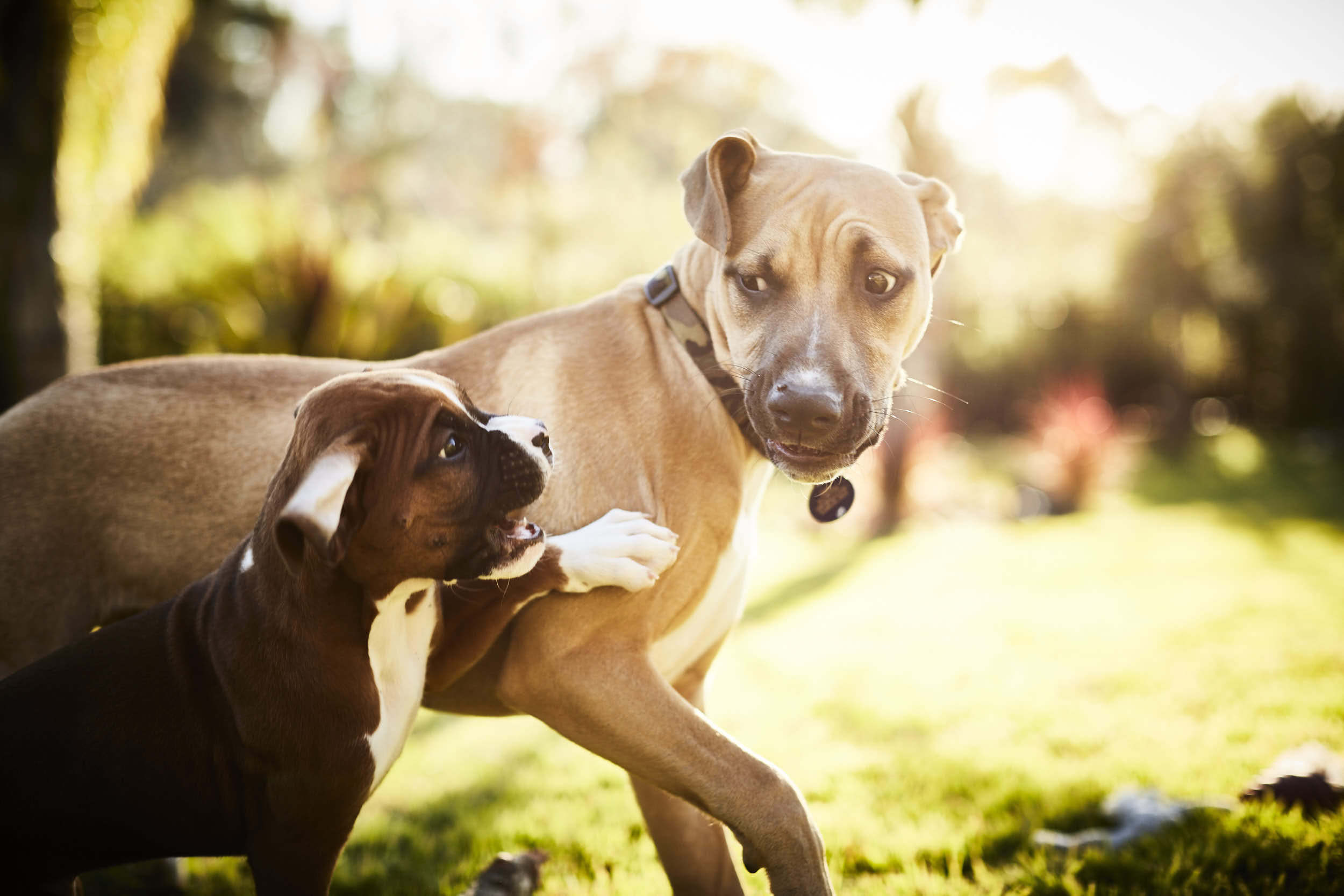 Dogs079
